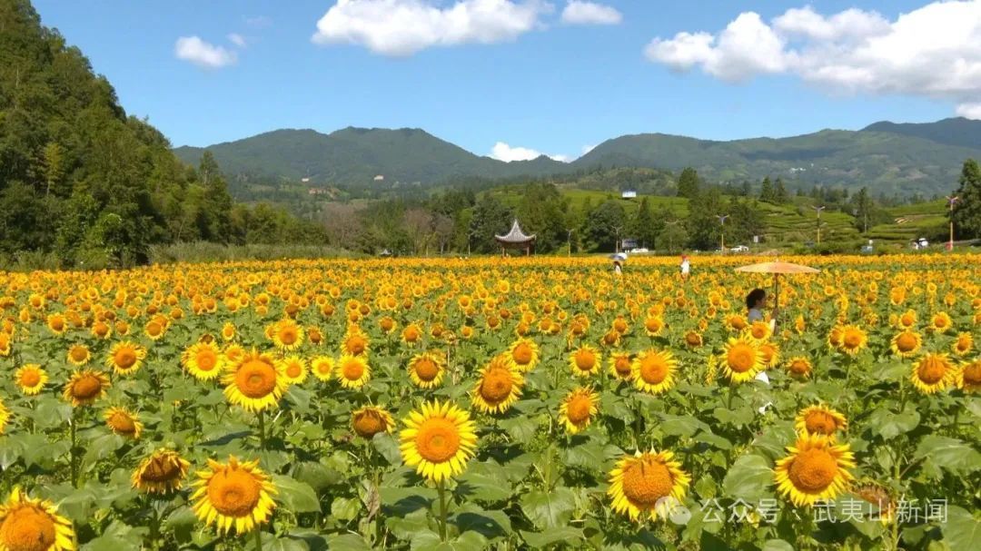  盛夏打卡！三十畝向日葵怒放 武夷黃柏村現 “金色海洋”
