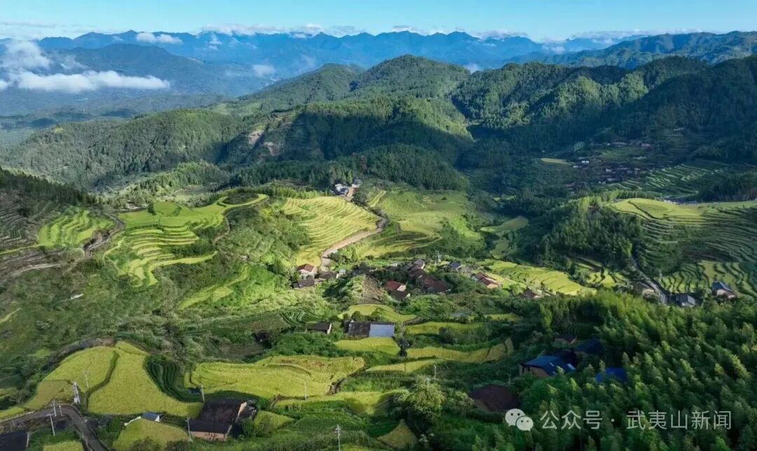  吳屯鄉后源村：千畝梯田迎豐收 金色稻浪繪新景